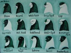 an image of different types of birds with names on each one side and in the middle