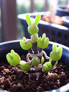 small green plants are growing in a blue pot