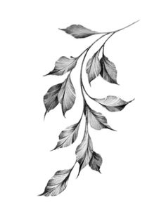 a branch with leaves hanging from it's end, in black and white on a white background