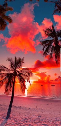 palm trees on the beach at sunset with clouds in the sky and water behind them