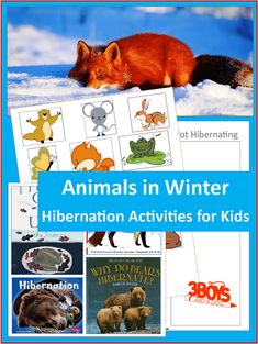 Animals in Winter Hibernation Activities for Kids Animals First Grade, Hibernation Kindergarten, Animals In The Winter, Animals In Winter, Winter Hibernation