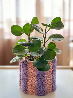 a potted plant with green leaves in a crochet container on a table