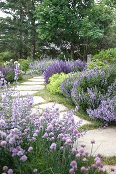 a garden with purple flowers and lavender plants on the side walk, surrounded by trees