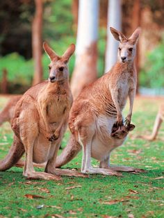 two kangaroos standing next to each other in the grass