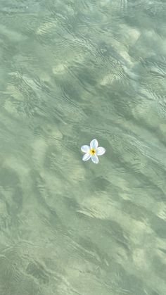 a single white flower floating in the water