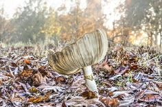 a mushroom sitting on the ground surrounded by leaves and grass with trees in the background