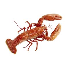 two red lobsters standing next to each other in front of a white background,