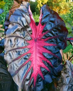 a large leaf with red and black streaks on it