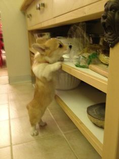 a small dog standing on it's hind legs in front of an open cabinet