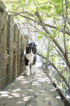 a black and white cat walking down a walkway in a garden area with vines on either side