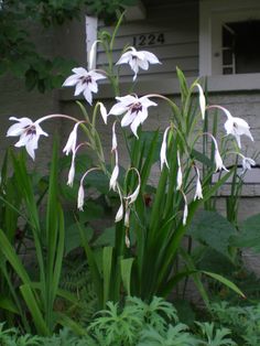 white flowers are blooming in front of a house