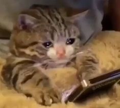 a cat laying on top of a bed next to a hair dryer and comb