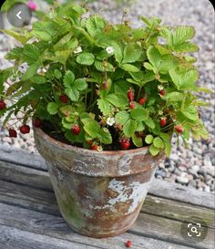 a potted plant sitting on top of a wooden bench