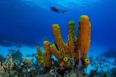 a scuba diver swims over an underwater coral reef