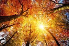 the sun shines brightly through some trees in an autumn forest with red and yellow leaves