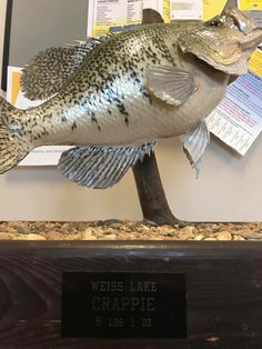 a sculpture of a fish on display in a glass case next to a sign that says west lake crapie 5lbs