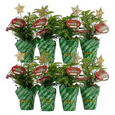 christmas plants in green plastic cups with gold stars and decorations on the top are decorated with red, white and green ribbons