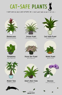 a poster showing different types of plants in pots