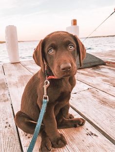 a brown dog sitting on top of a wooden dock next to the ocean with a blue leash