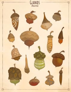 an image of different types of acorns on a piece of paper with the words glamps below it