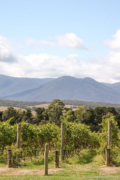 Vineyard at Domaine Chandon winery in the Yarra Valley Yarra Valley Australia, Winery Australia, Yarra Valley Wineries, Yarra Valley Wedding, Australia Itinerary, Yarra Valley, Valley Wedding, Wine Tour, Victoria Australia