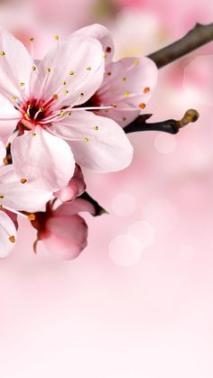 pink flowers are blooming on a branch with blurry lights in the back ground