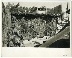 an old black and white photo of vines growing on the side of a building with power lines above it