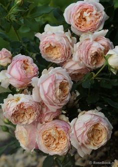 a bunch of pink and white roses growing in a garden