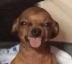 a brown dog sitting on top of a bed with its tongue out and it's mouth open