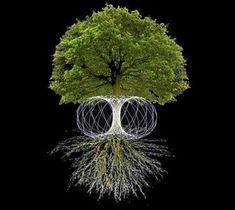 Tree Energy, Vibrational Healing, Universal Consciousness, Spirit Science, Ancient Knowledge, Quantum Physics, Chakra Meditation