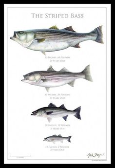 three different types of striped basss are shown in this poster, with the names and description