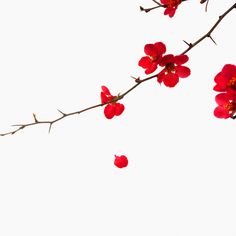 red flowers are growing on the branches of a tree with white sky in the background