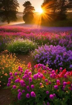 the sun shines brightly over a field full of colorful wildflowers in bloom