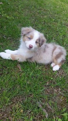 a white and brown puppy laying in the grass