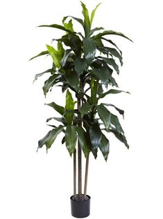 a large potted plant with green leaves on it's side, in front of a white background