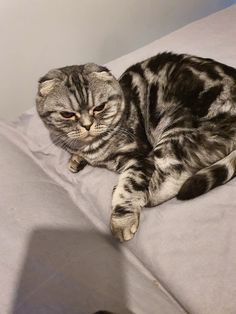 a cat laying on top of a white bed