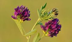 two purple flowers with green stems in the foreground