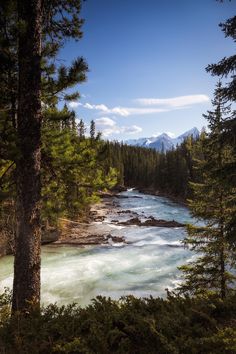 a river flowing through a forest filled with lots of green and white water surrounded by tall pine trees