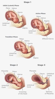 the stages of an infant's development