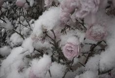 some pink flowers are covered in snow