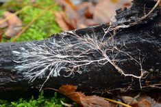 a tree branch that has been cut down and is covered in moss