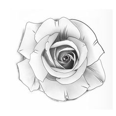 a black and white drawing of a rose