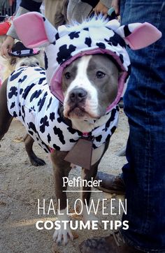 a dog dressed up as a cow wearing a costume on it's head and ears