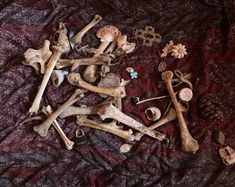 several different types of bones on a bed