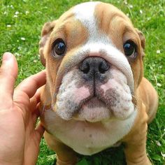 a small brown and white dog sitting on top of a lush green field