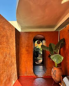 an orange room with a potted plant in the corner