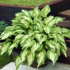 a large green plant sitting on top of a wooden bench