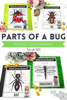 parts of a bug worksheet with pictures on it and flowers in the background