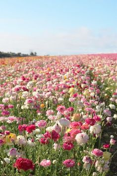 a field full of colorful flowers under a blue sky