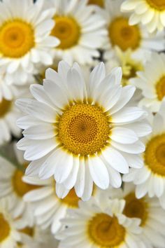 close up view of white and yellow flowers